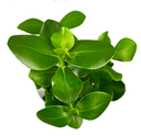Clusia Plant in Water - 17/55