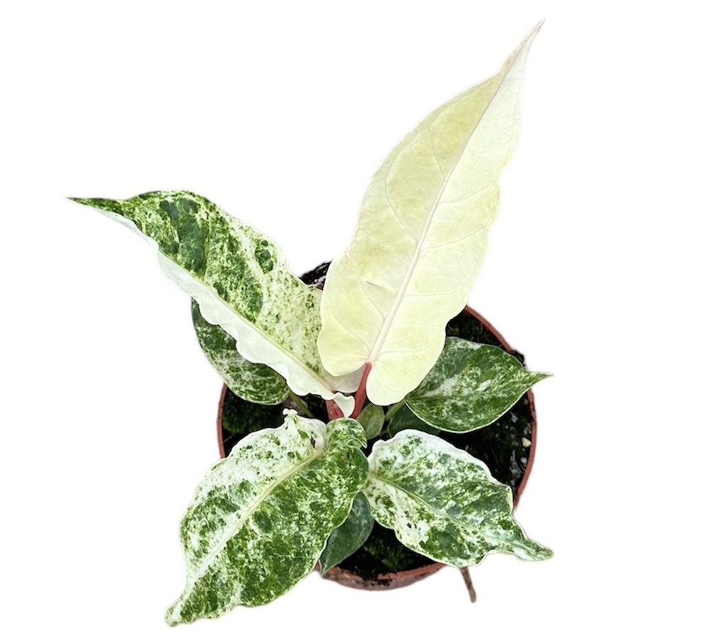 Anthurium Bonplandii Variegata أنثوريوم بونبلانديي فاريغاتا — Terra Garden Kuwait | تيرا غاردن الكويت