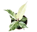 Anthurium Bonplandii Variegata -