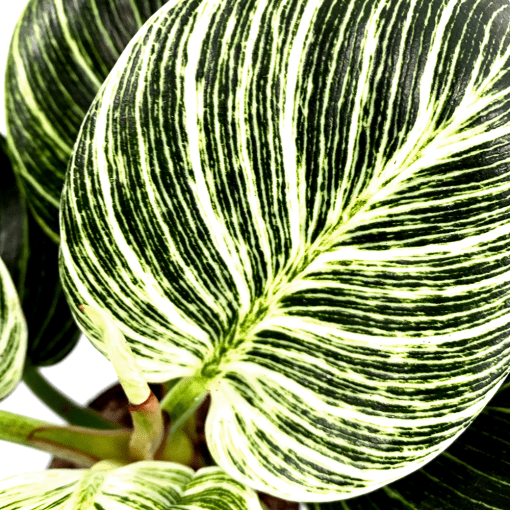 Philodendron Birkin