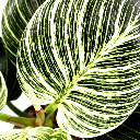 Philodendron Birkin