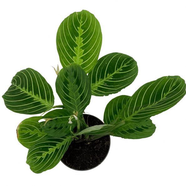 Maranta Lemon Lime مارانتا ليمون لايم — Terra Garden Kuwait | تيرا غاردن الكويت