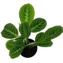 Maranta Lemon Lime مارانتا ليمون لايم — Terra Garden Kuwait | تيرا غاردن الكويت