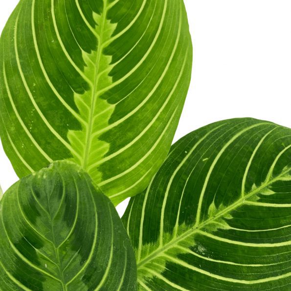 Maranta Lemon Lime مارانتا ليمون لايم — Terra Garden Kuwait | تيرا غاردن الكويت