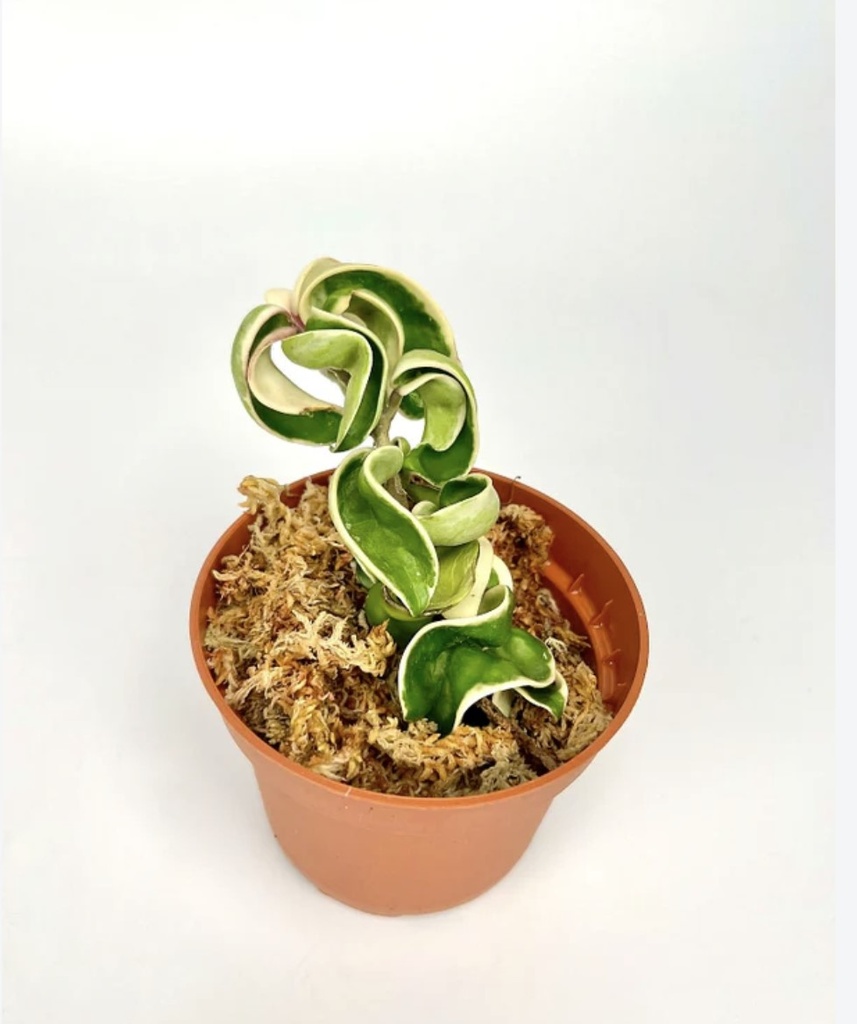 Hoya Compacta Variegated هويا كومباكتا متعددة الألوان — Terra Garden Kuwait | تيرا غاردن الكويت