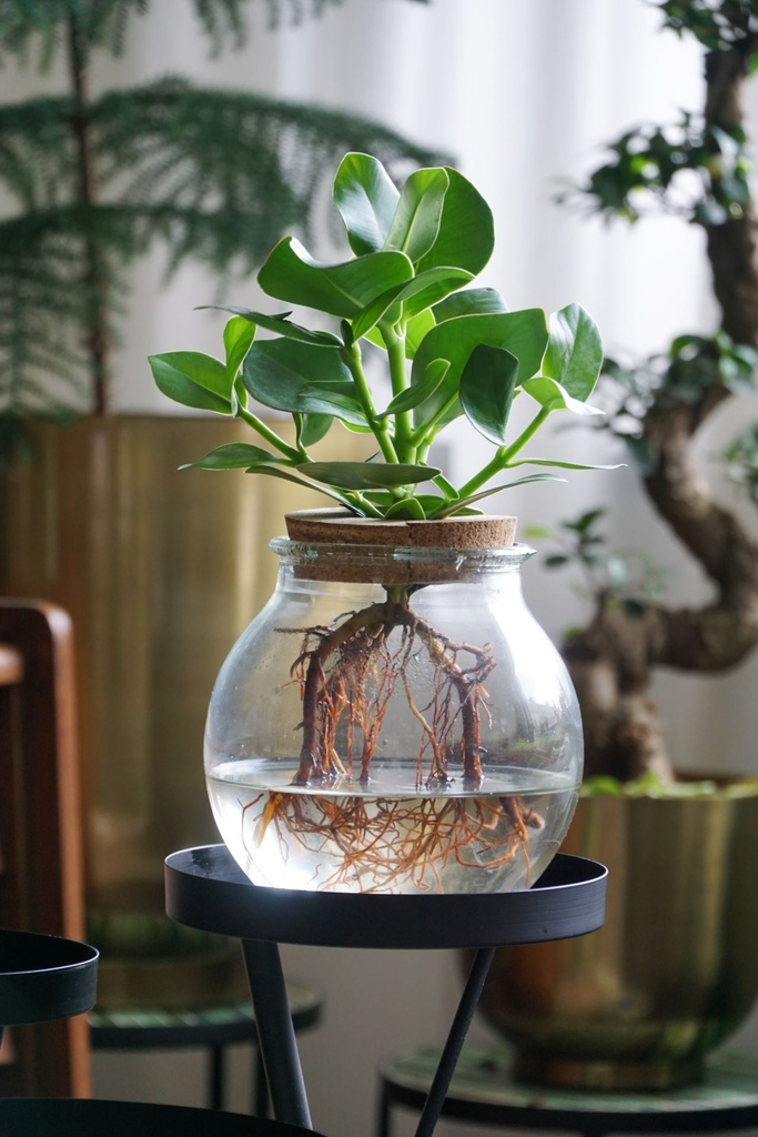 Clusia Plant in Water - 12/30