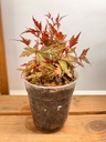 Begonia Polilloensis x Rajah