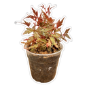 Begonia Polilloensis x Rajah
