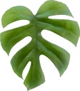 Monstera Little Sister