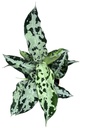 Aglaonema Pictum Bicolor أغلاونيما بيكتوم ثنائي اللون — Terra Garden Kuwait | تيرا غاردن الكويت