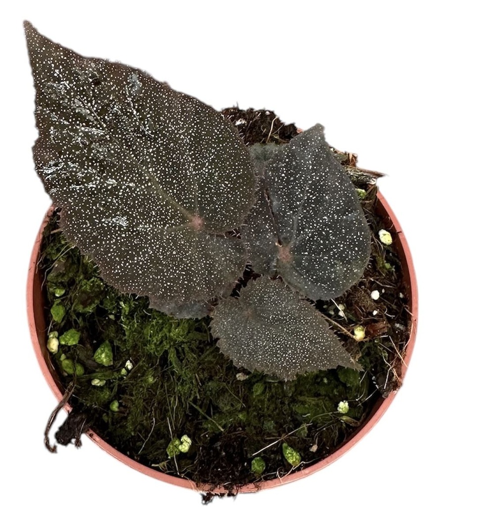 Begonia Blancii Mottled