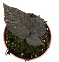 Begonia Blancii Mottled