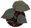 Begonia Pavonina