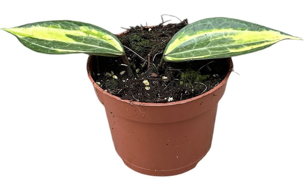 Hoya Latifolia Pot of Gold هويا لاتيفوليا وعاء الذهب — Terra Garden Kuwait | تيرا غاردن الكويت