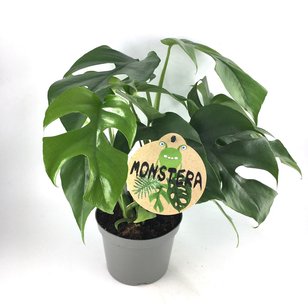 Monstera Minima