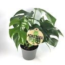 Monstera Minima