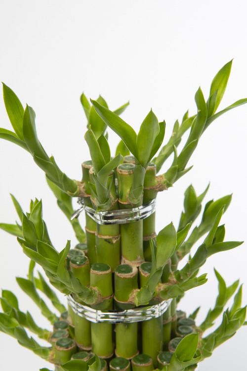 Dracaena Lucky Bamboo 3 Level Round
