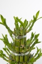 Dracaena Lucky Bamboo 3 Level Round