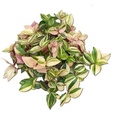 Tradescantia Flum Quadricolor 