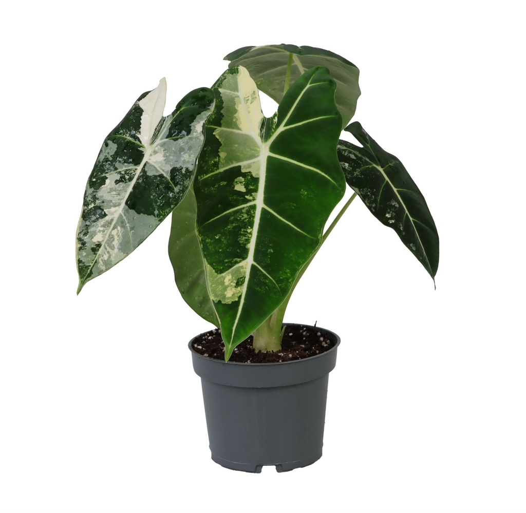 Alocasia Frydek Variegata ألوكاسيا فرايديك فاريغاتا — Terra Garden Kuwait | تيرا غاردن الكويت