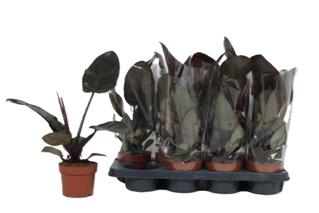 Philodendron Imperial Red فيلودندرون الإمبراطوري الأحمر — Terra Garden Kuwait | تيرا غاردن الكويت