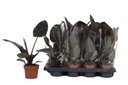 Philodendron Imperial Red فيلودندرون الإمبراطوري الأحمر — Terra Garden Kuwait | تيرا غاردن الكويت