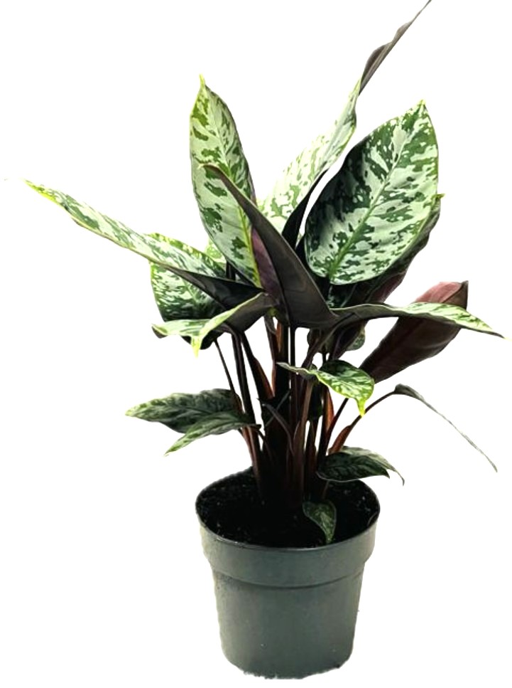 Apoballis Acuminatissima 
