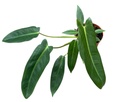 Philodendron Spiritus Sancti