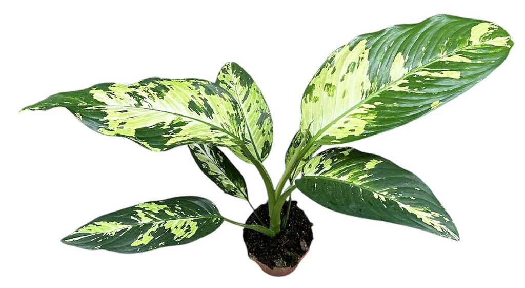 Dieffenbachia Yellow Star