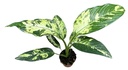 Dieffenbachia Yellow Star