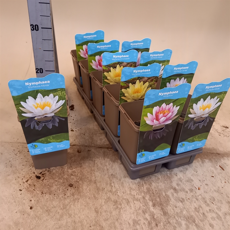 Nymphaea Waterlilies 