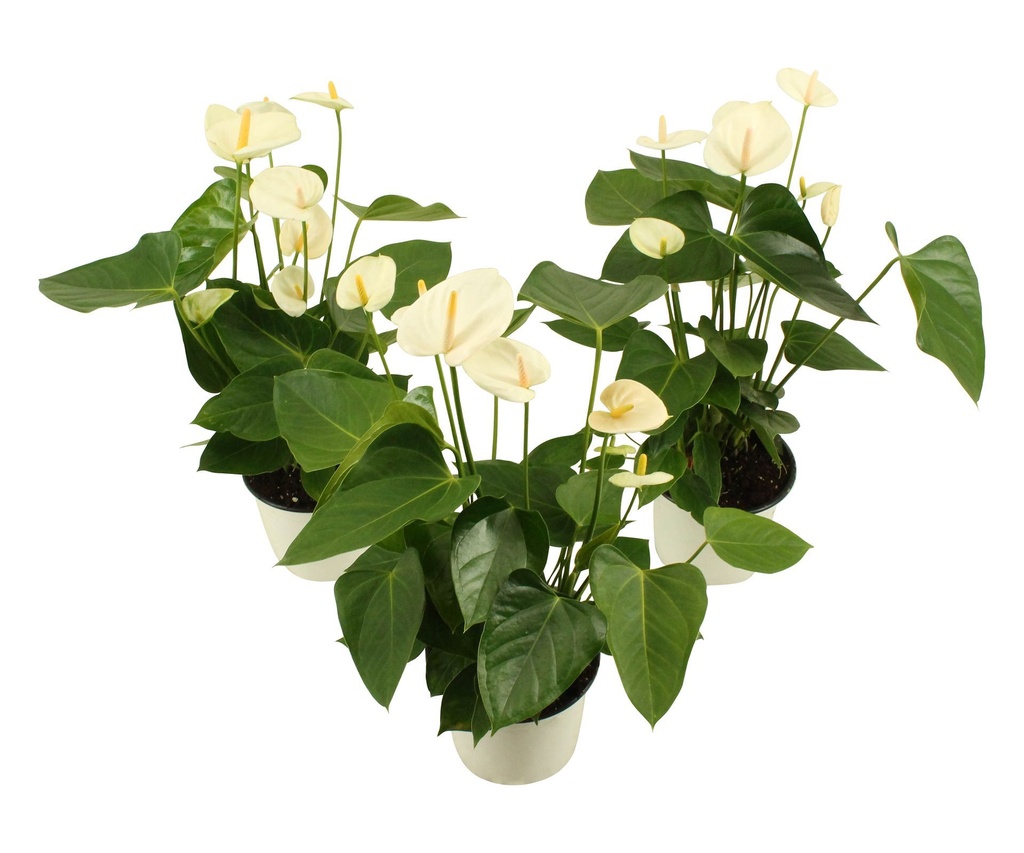 Anthurium White أنثوريوم أبيض — Terra Garden Kuwait | تيرا غاردن الكويت