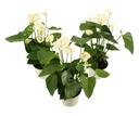 Anthurium White أنثوريوم أبيض — Terra Garden Kuwait | تيرا غاردن الكويت