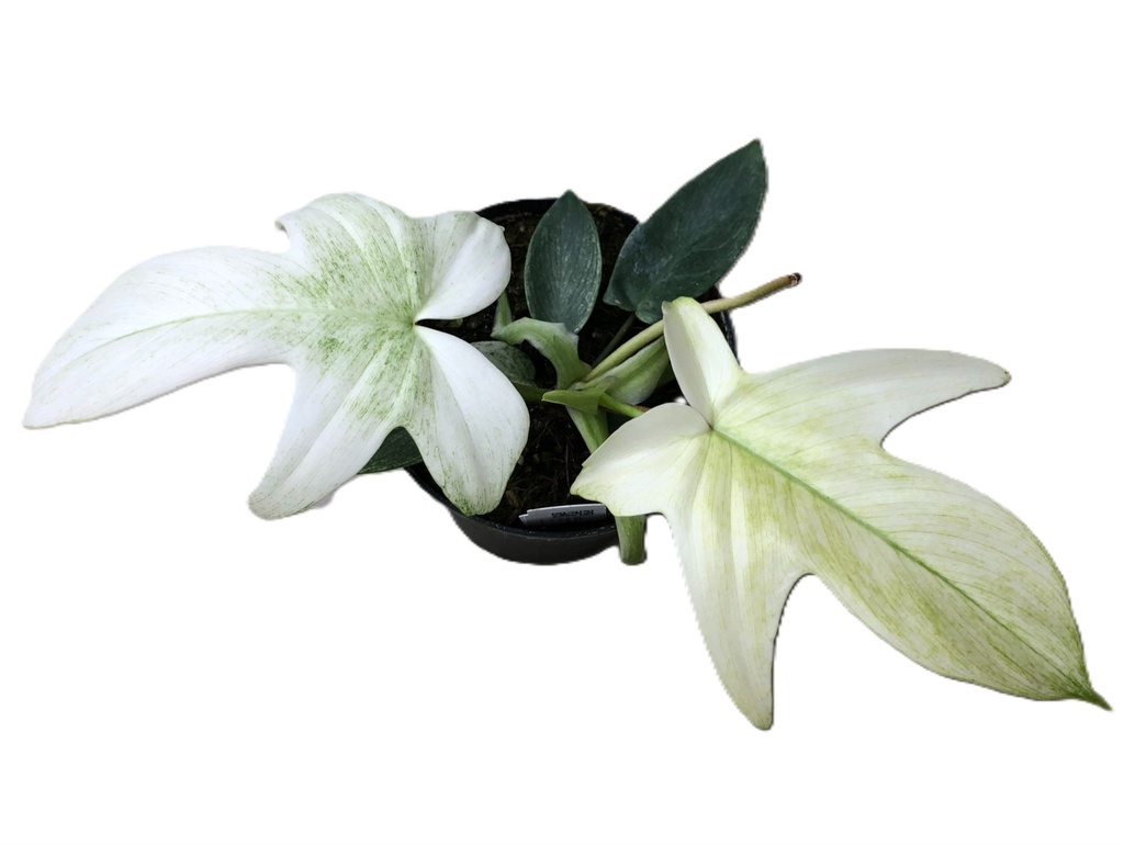 Philodendron Florida Ghost - S