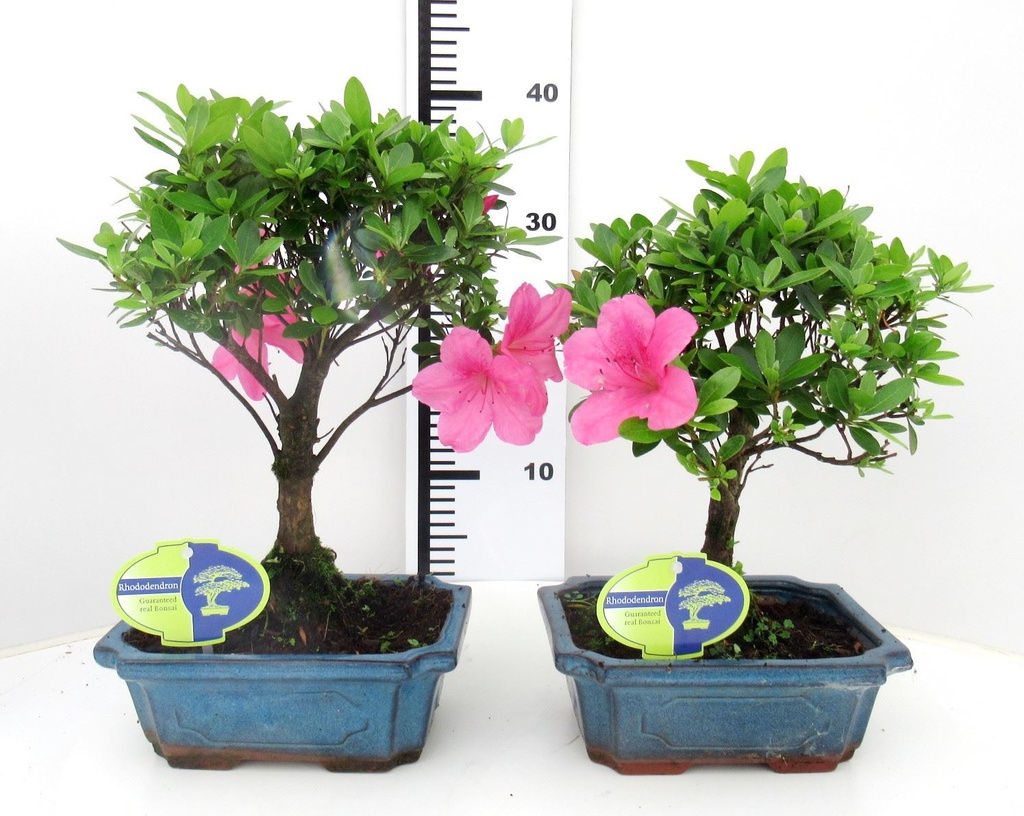 Rhododendron Bonsai Tree