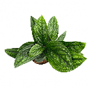 Epipremnum Marble Planet إيبيبريمنوم كوكب الرخام — Terra Garden Kuwait | تيرا غاردن الكويت