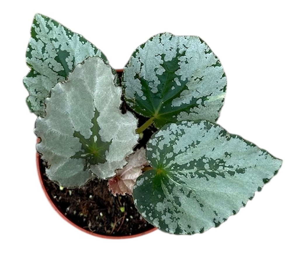 Begonia Grey Earl