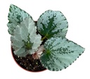 Begonia Grey Earl