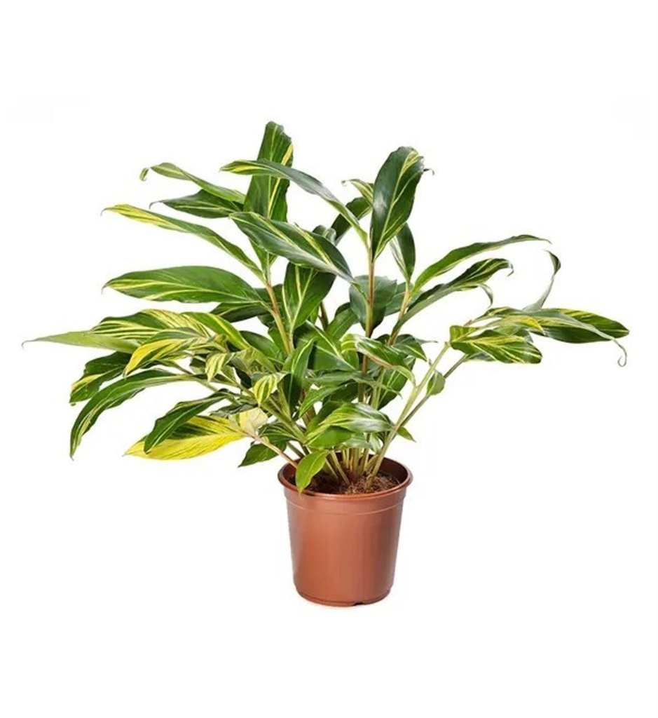 Alpinia Zerumbet Variegata - 21/70