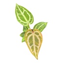 Anthurium Snow Queen - 7/10