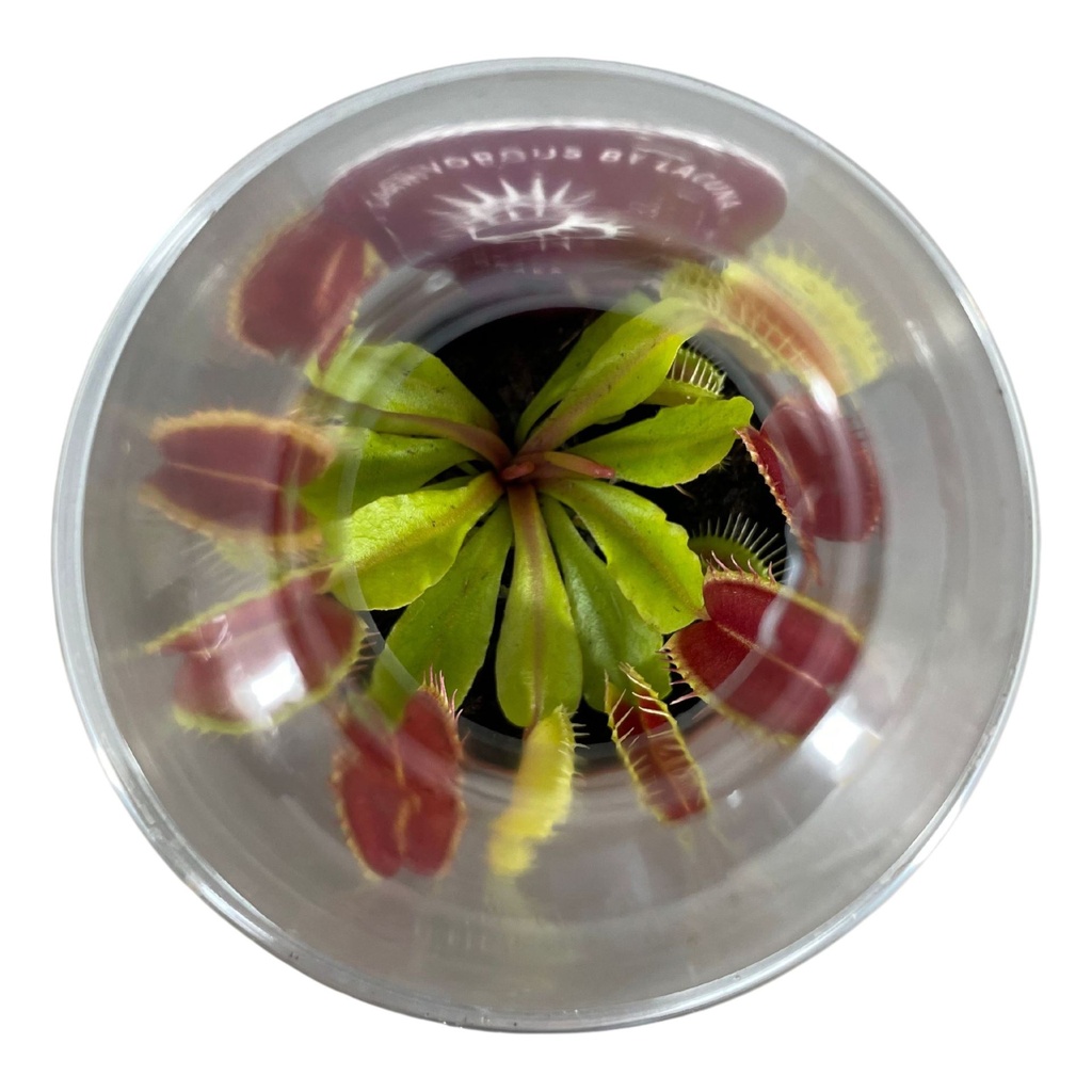 Insect Eater Plant (Dionaea Muscipula)