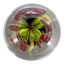 Insect Eater Plant (Dionaea Muscipula)