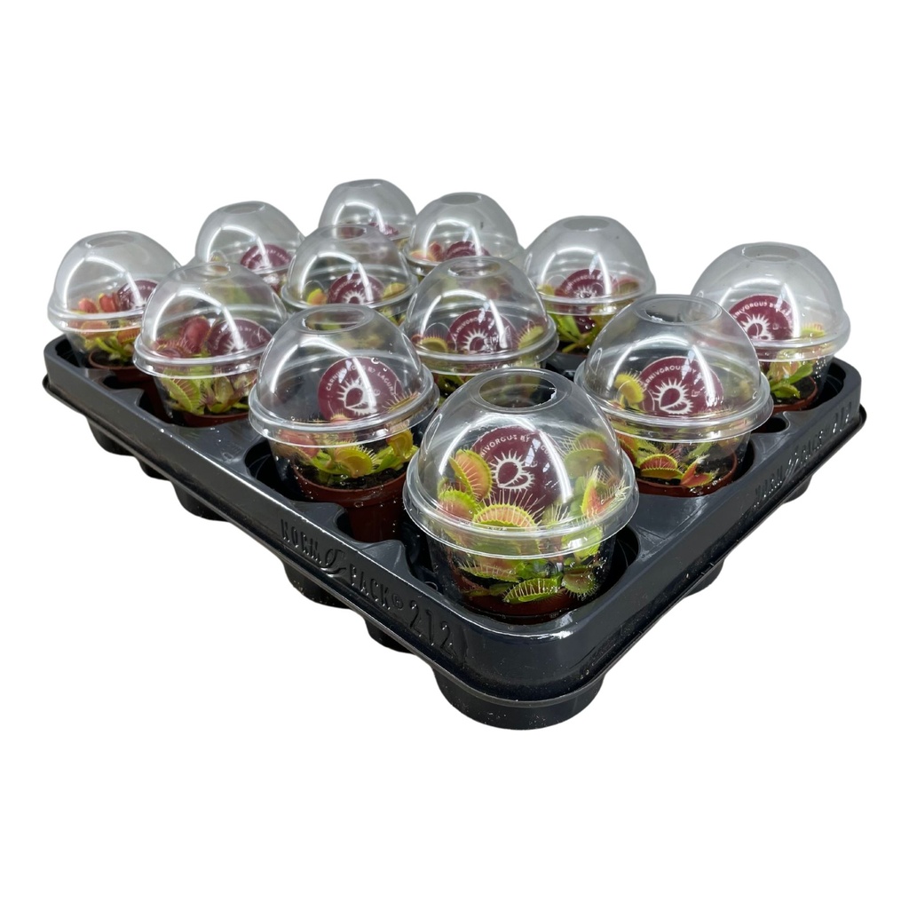 Insect Eater Plant (Dionaea Muscipula)