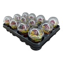 Insect Eater Plant (Dionaea Muscipula)