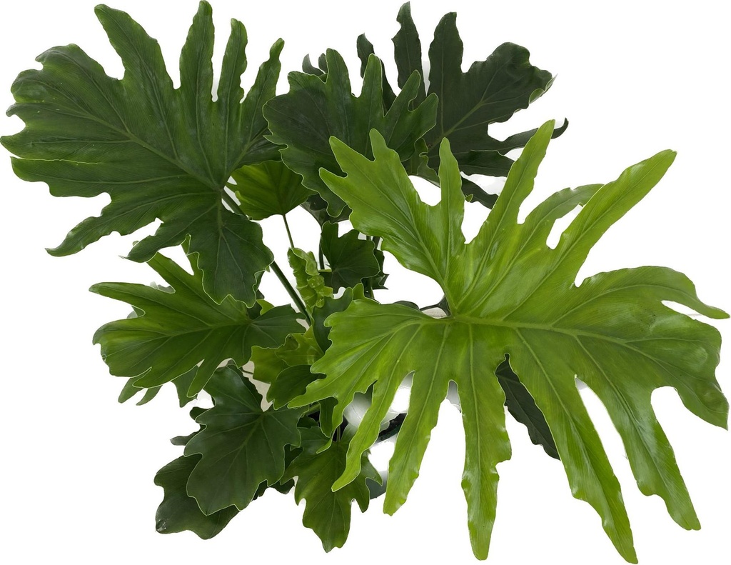 Philodendron Little Hope