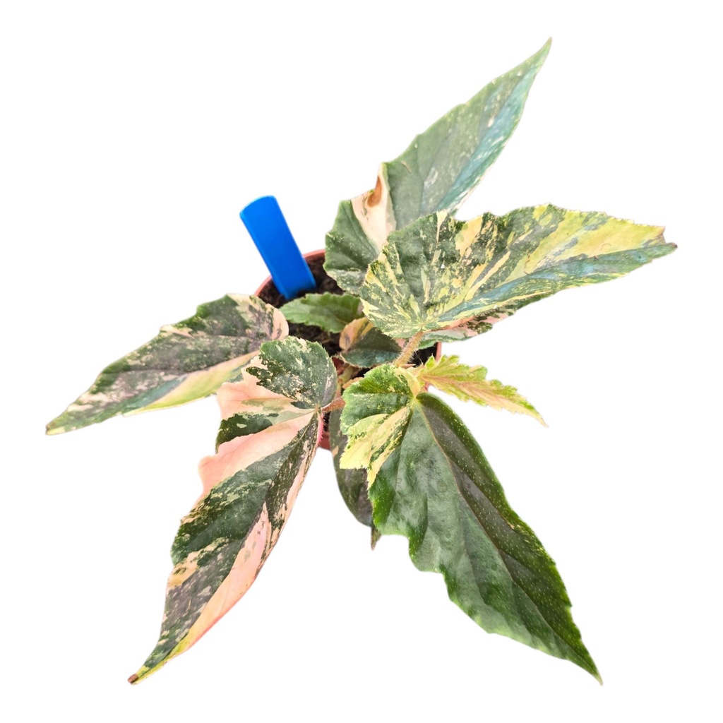 Begonia Ginny Galaxy Variegata