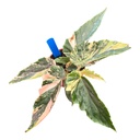 Begonia Ginny Galaxy Variegata