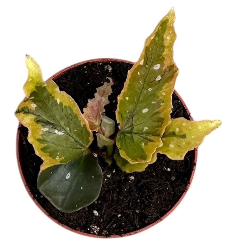 Begonia Dainty Spray Sport Variegated
