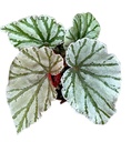 Begonia Looking Glass