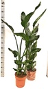 Strelitzia Nicolai - 21/125 ستريليتزيا نيكولاي - 21/125 — Terra Garden Kuwait | تيرا غاردن الكويت